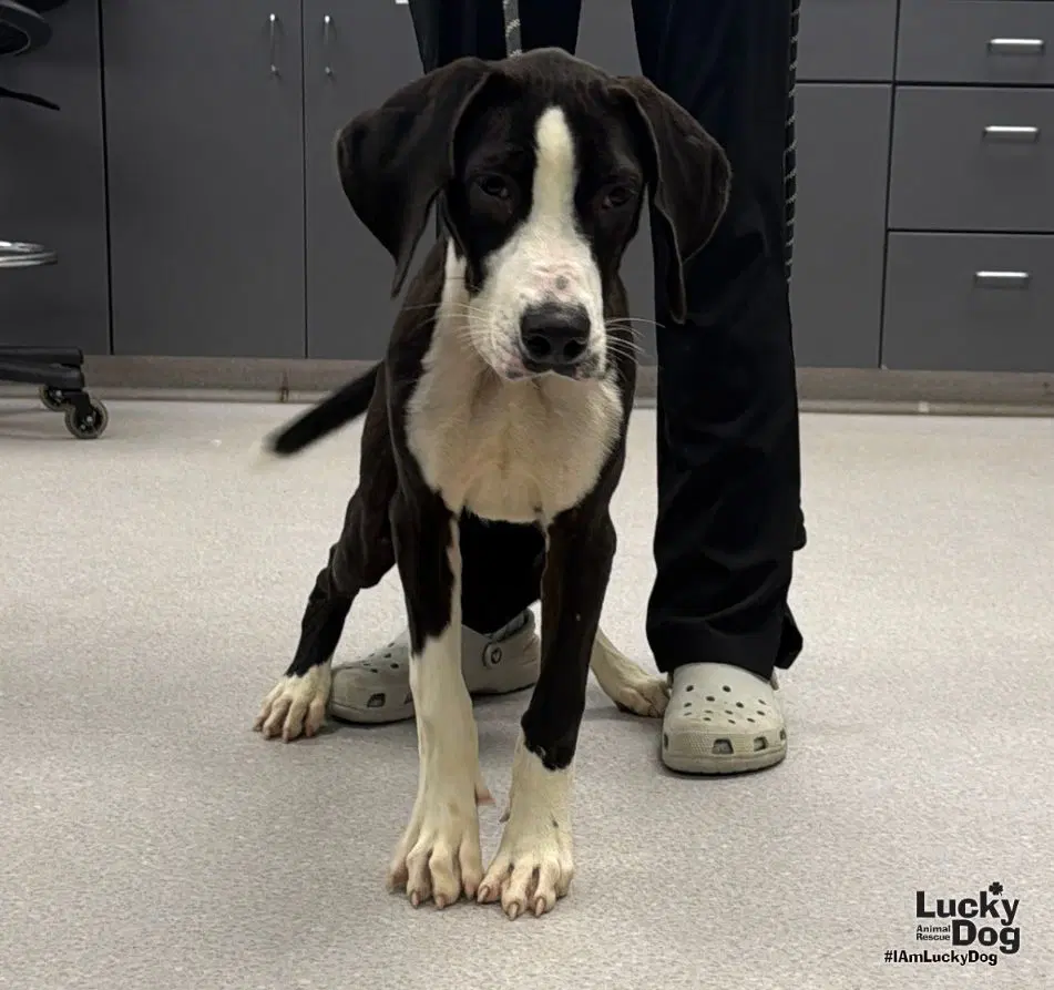Diesel - Great Dane