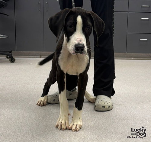 Diesel, a Great Dane / Labrador Retriever / Mixed (medium coat) dog for adoption in Washington, DC, photo 1 of 3