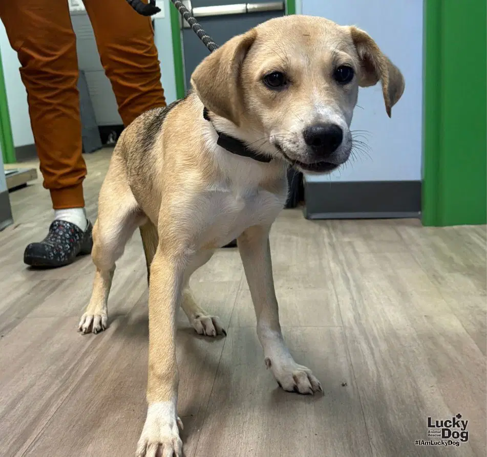 Scout - Labrador Retriever