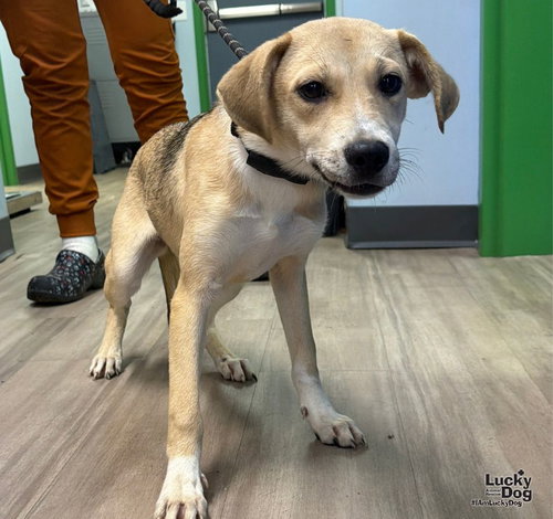 Scout, a Labrador Retriever / Shepherd / Mixed dog for adoption in Washington, DC, photo 1 of 3