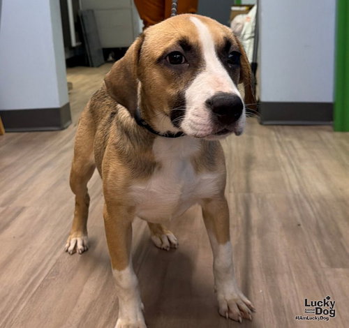 Shiloh, a Labrador Retriever / Shepherd / Mixed dog for adoption in Washington, DC, photo 1 of 3