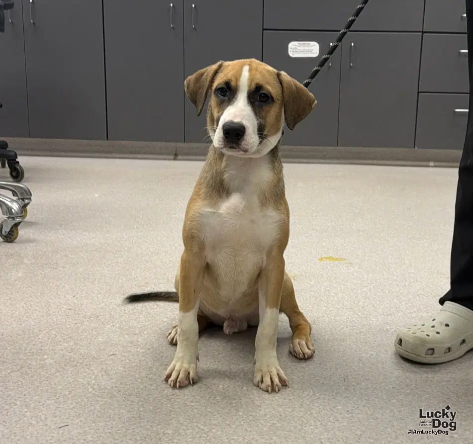 Shiloh image 3