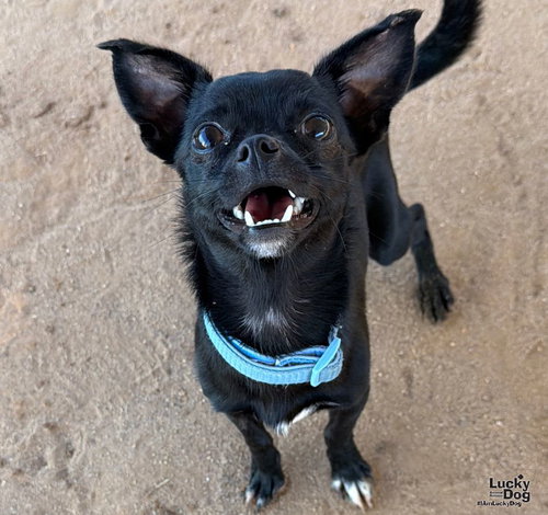 Weasel, a Chihuahua / Mixed dog for adoption in Washington, DC, photo 1 of 3