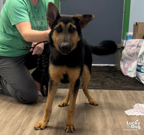 Romy, a Shepherd / Mixed dog for adoption in Washington, DC, photo 1 of 3