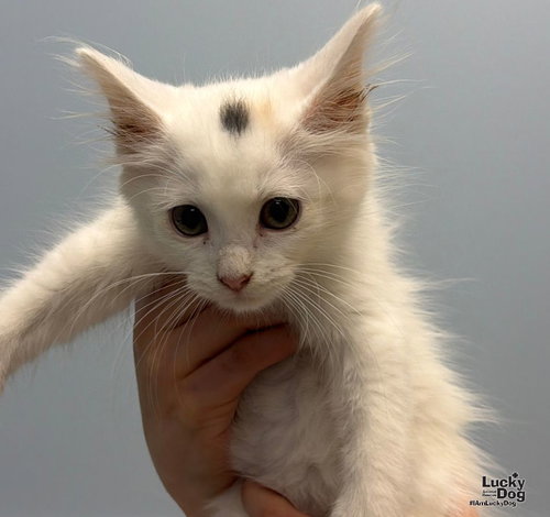 Cloud, a Domestic Short Hair / Mixed (short coat) cat for adoption in Washington, DC, photo 1 of 3