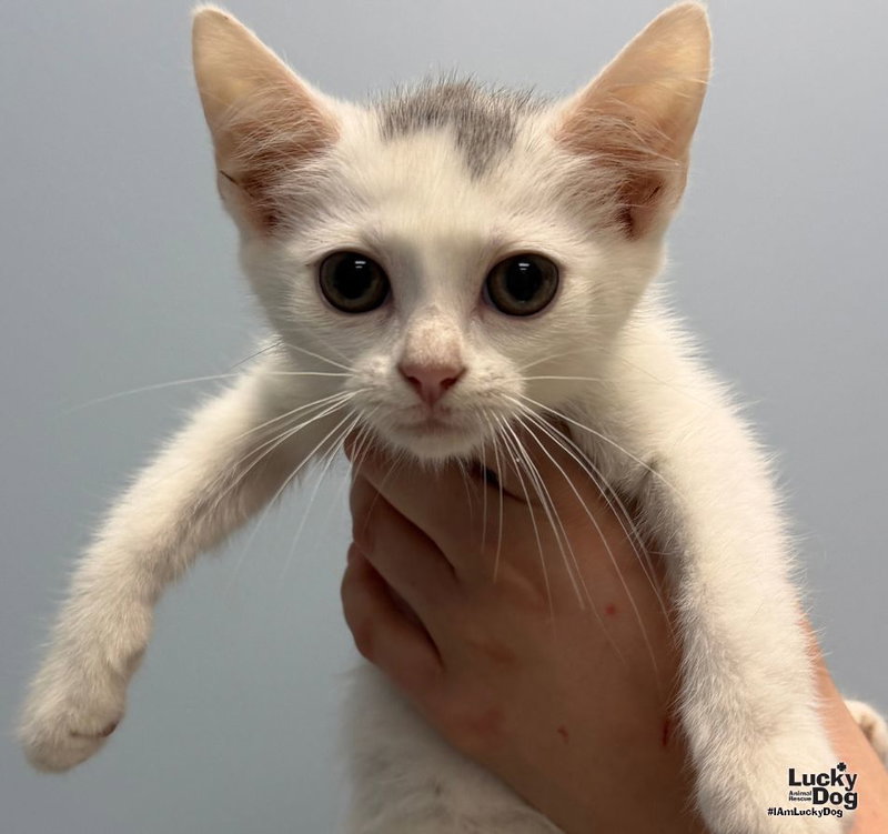 Cotton, a female kitten up for adoption