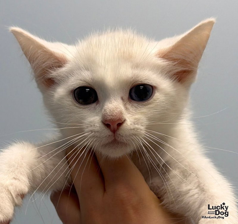 Casper, photo 2