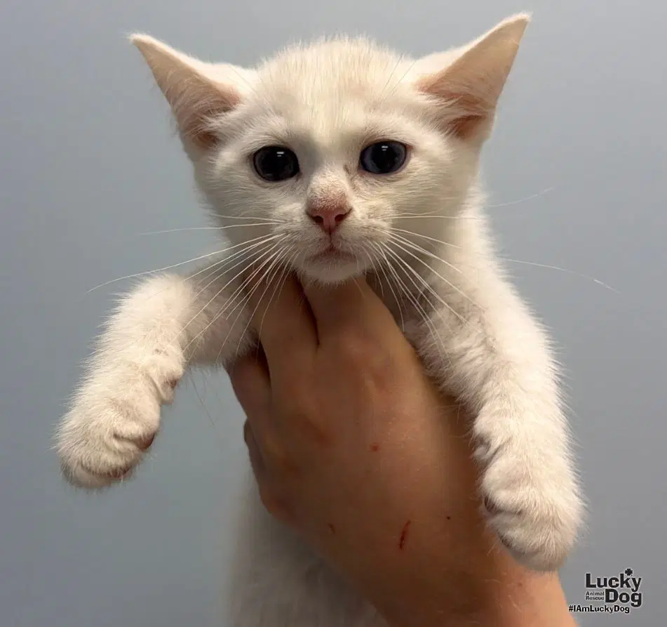 Casper image 3