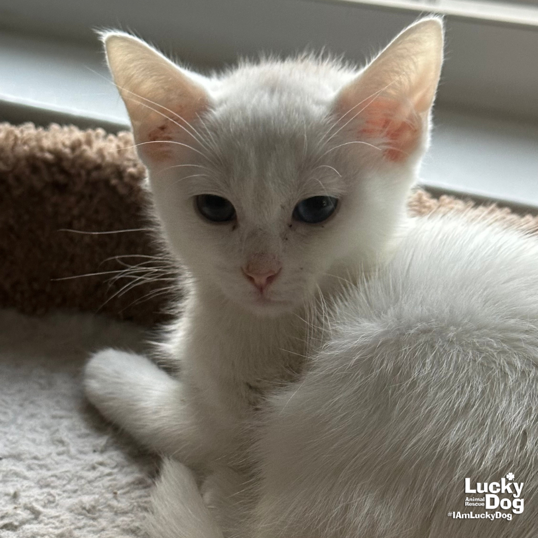 Casper