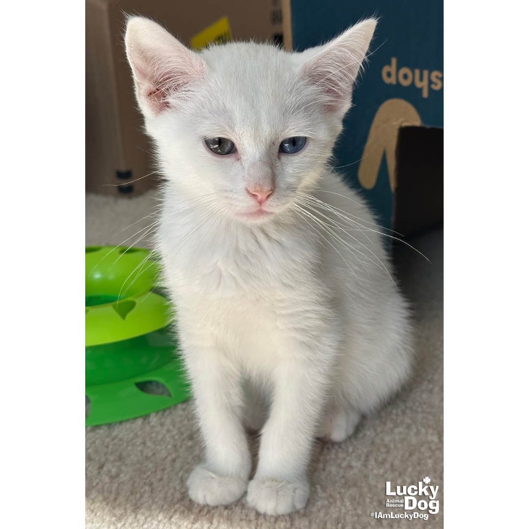 Casper, photo 4