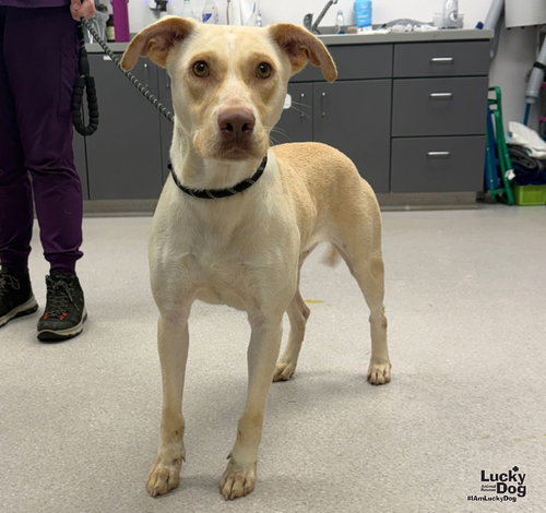 Koko, a Labrador Retriever / Shepherd / Mixed dog for adoption in Washington, DC, photo 1 of 3