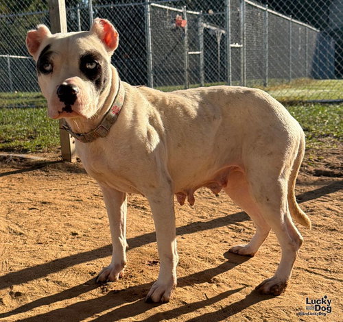 Maki, a Terrier / Labrador Retriever / Mixed (medium coat) dog for adoption in Washington, DC, photo 1 of 3