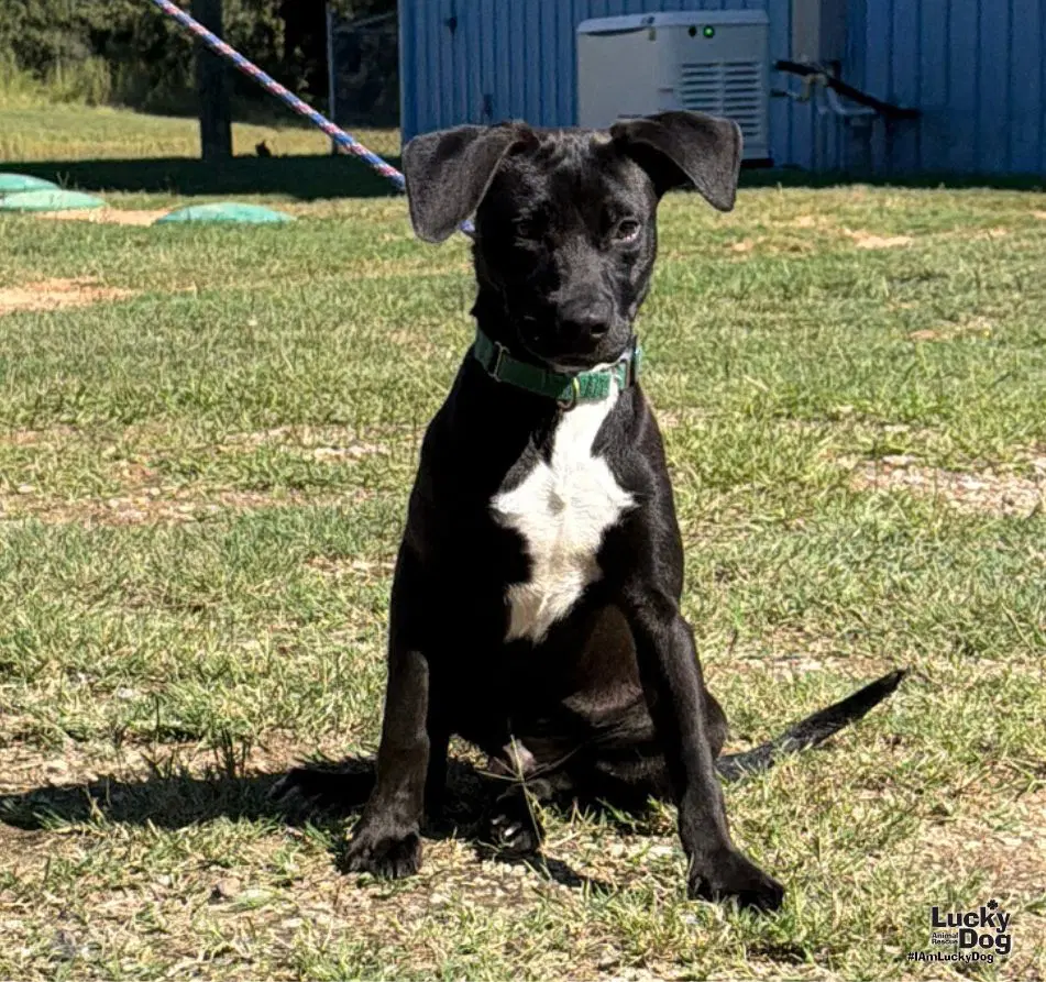 Lightning - Labrador Retriever