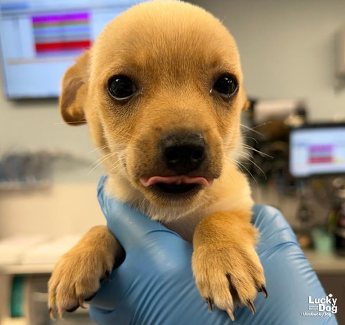 Jarret, a Chihuahua / Mixed dog for adoption in Washington, DC, photo 1 of 3