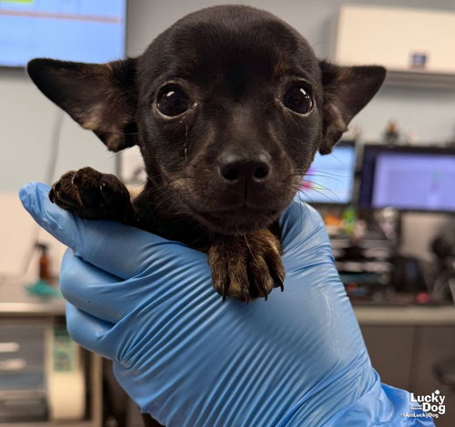 Jenny, a Chihuahua / Mixed dog for adoption in Washington, DC, photo 1 of 3