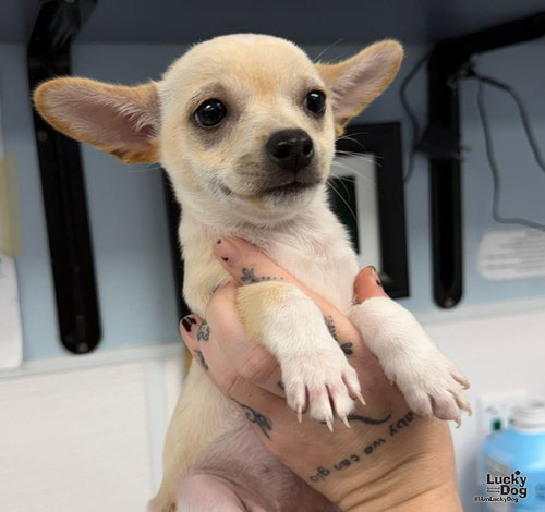 Janet, a Chihuahua / Mixed dog for adoption in Washington, DC, photo 1 of 3