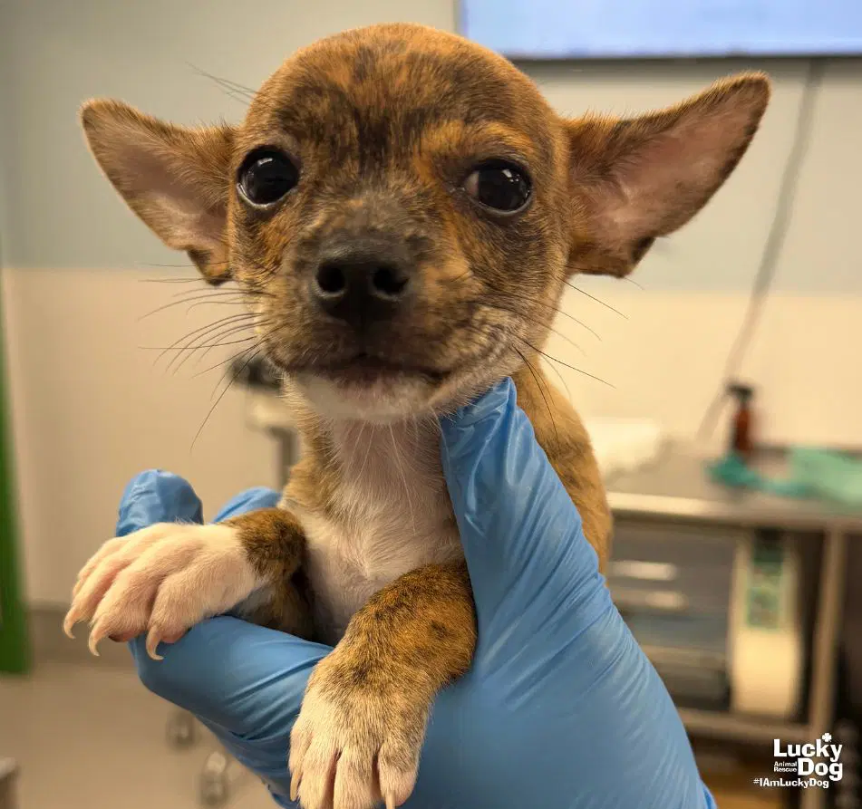 Jordyn - Chihuahua