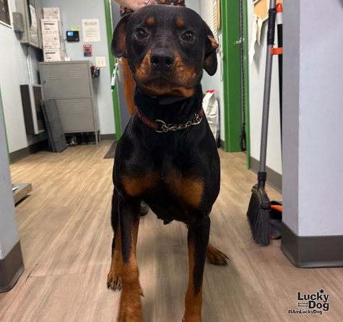 Dakota, a Rottweiler / Mixed dog for adoption in Washington, DC, photo 1 of 3