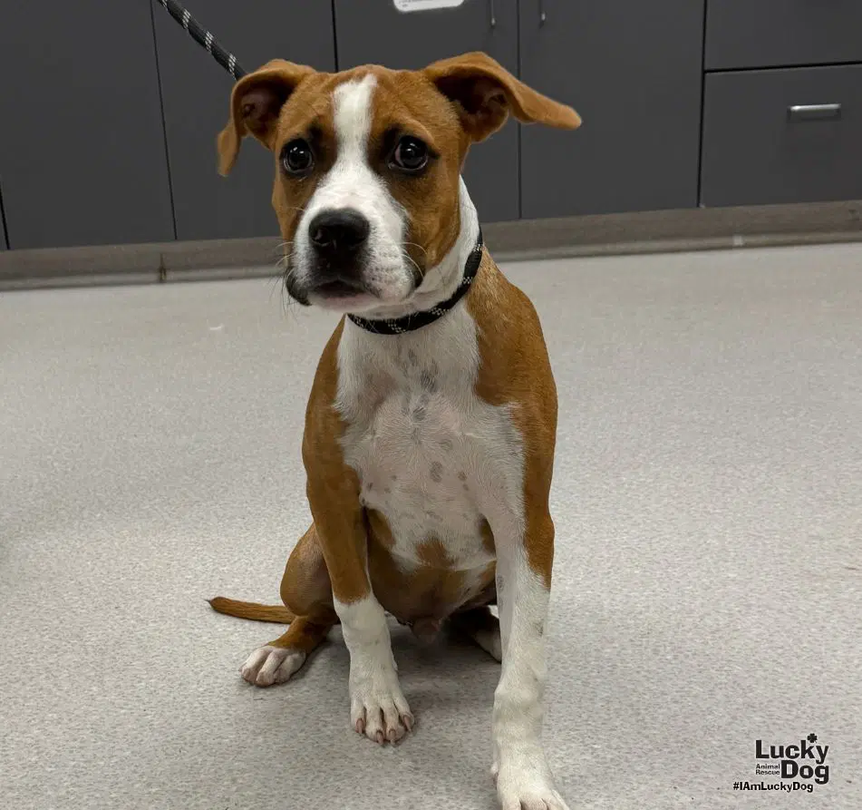 Timmy - Boxer