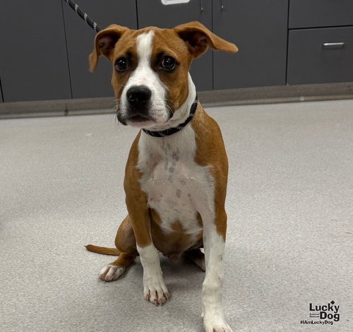 Teller, a Boxer / Labrador Retriever / Mixed dog for adoption in Washington, DC, photo 1 of 3