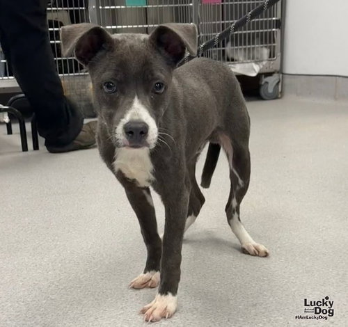 Bug, a Terrier / Labrador Retriever / Mixed (short coat) dog for adoption in Washington, DC, photo 1 of 3
