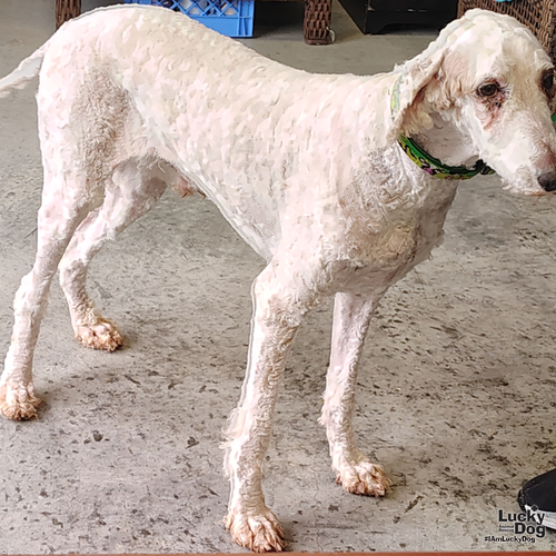 Legend, a Poodle (Standard) / Mixed dog for adoption in Washington, DC, photo 1 of 3
