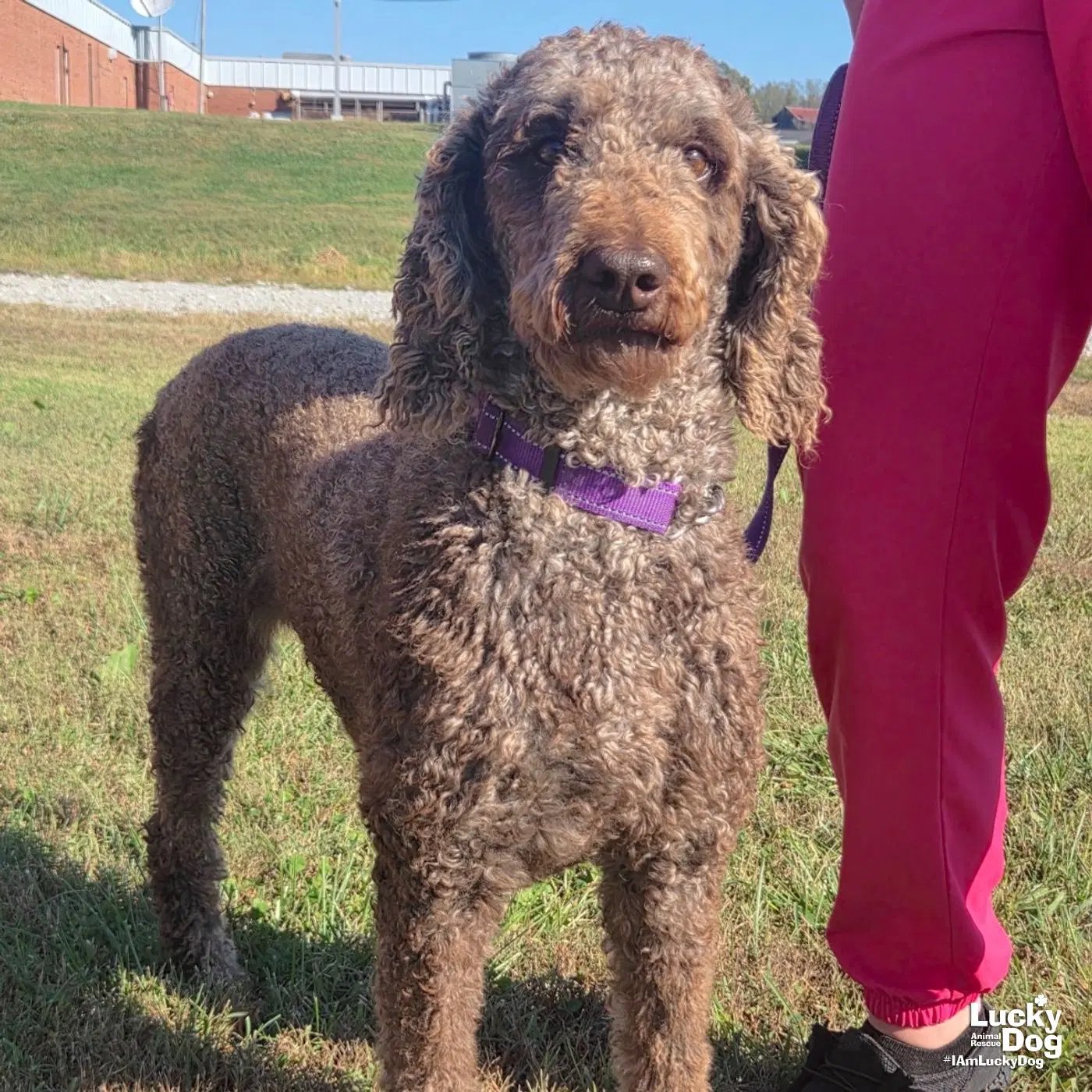 Starbucks - Poodle (Standard)