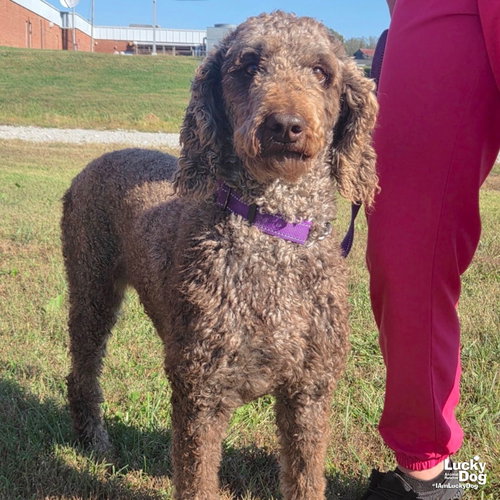 Starbucks, a Poodle (Standard) / Mixed dog for adoption in Washington, DC, photo 1 of 2