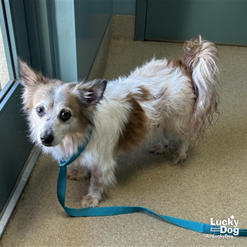 Trigger, a Shetland Sheepdog Sheltie / Mixed dog for adoption in Washington, DC