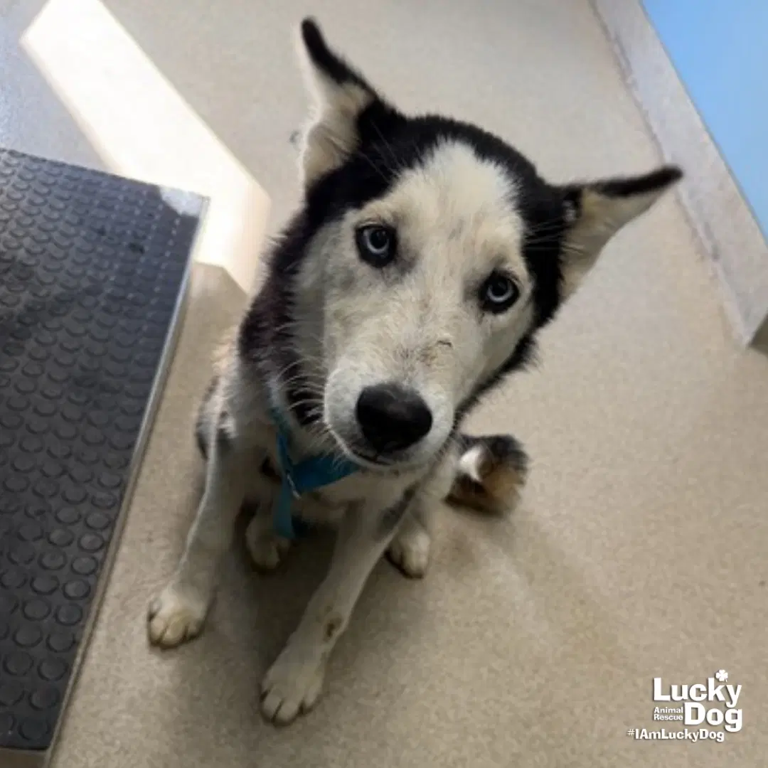 Azula - Husky