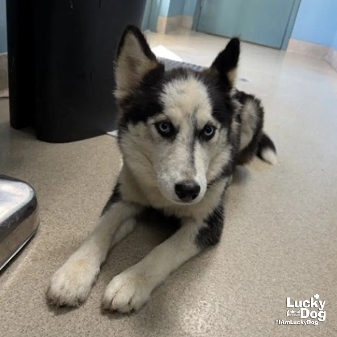 Alita - Husky
