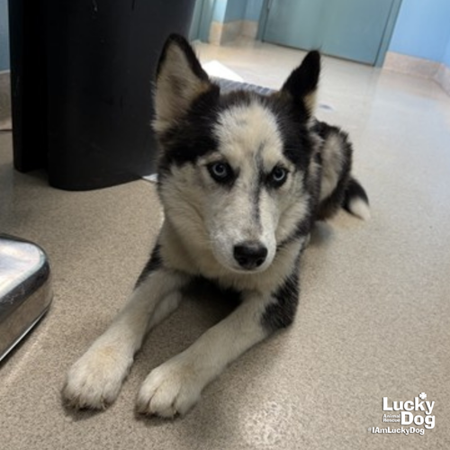Alita, a Husky / Mixed (medium coat) dog for adoption in Washington, DC