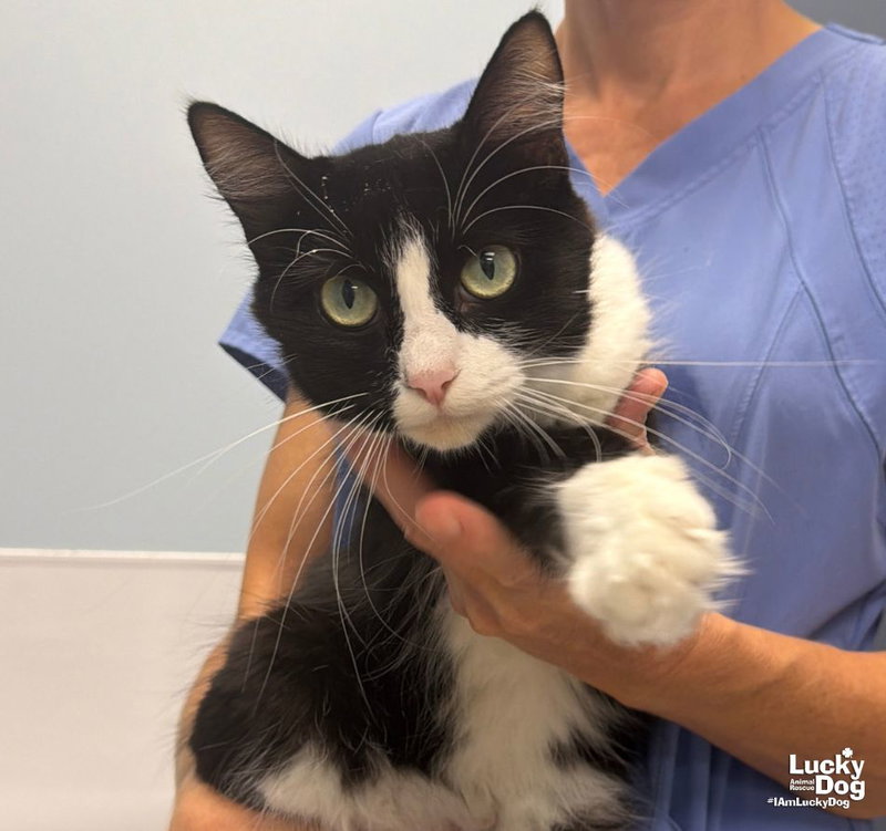 Monica, an adult female cat up for adoption