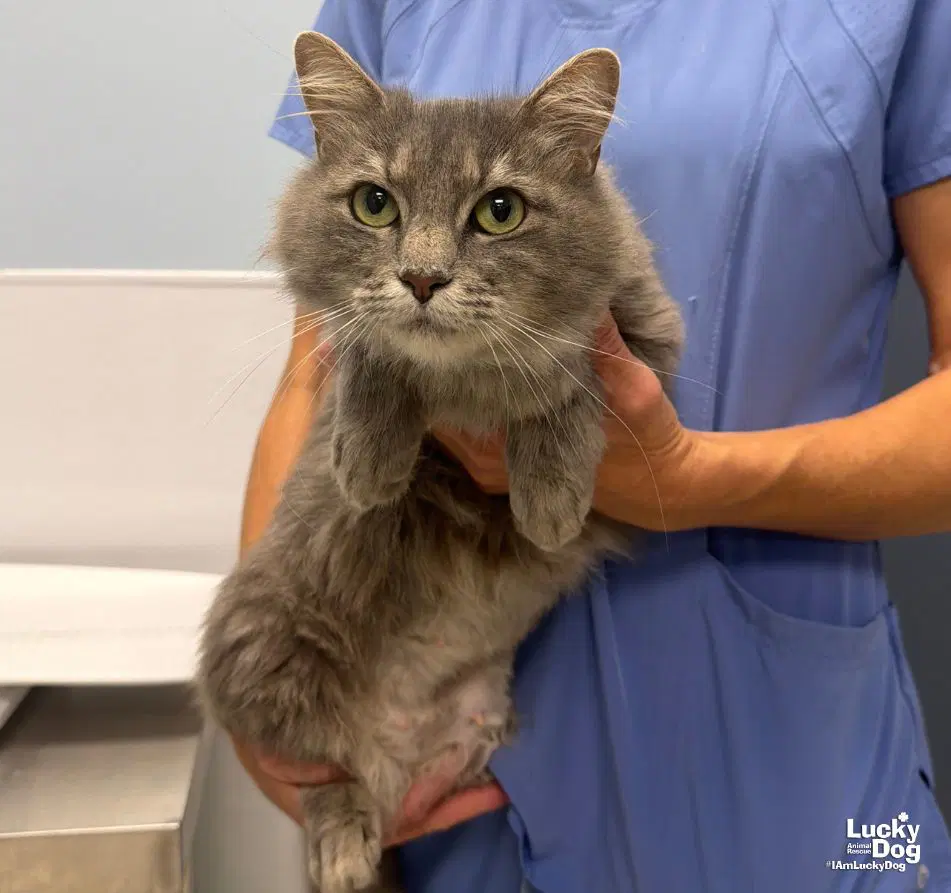 Amelia Grace - Domestic Short Hair