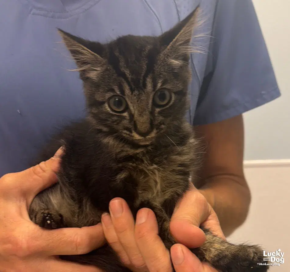 Loak - Domestic Medium Hair
