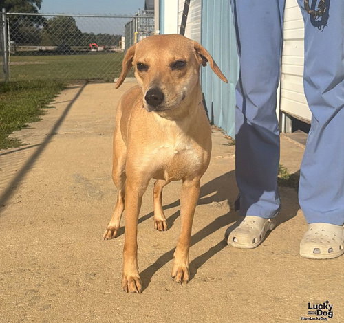 Jemma, a Labrador Retriever / Hound / Mixed dog for adoption in Washington, DC, photo 1 of 3