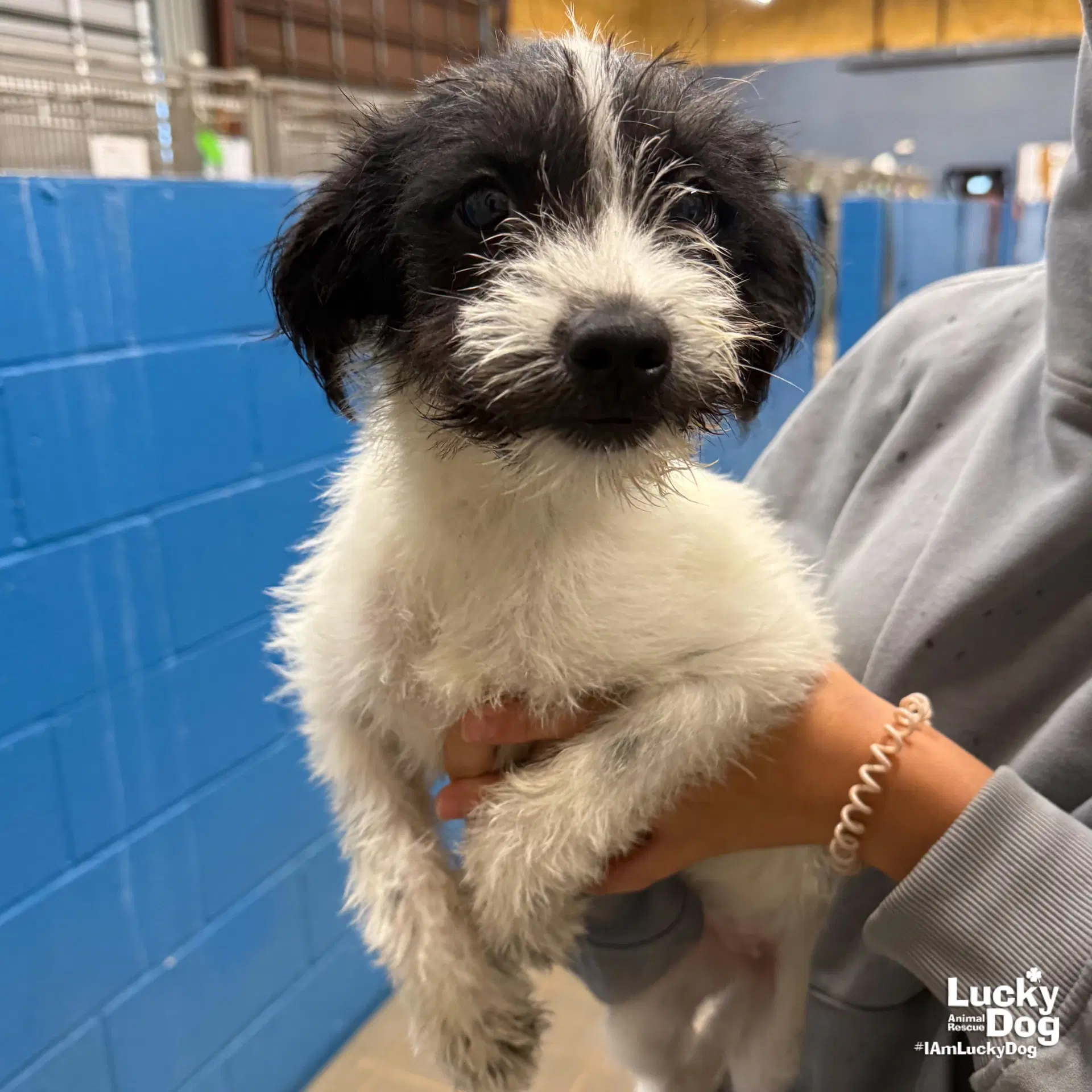 Nelly - Terrier