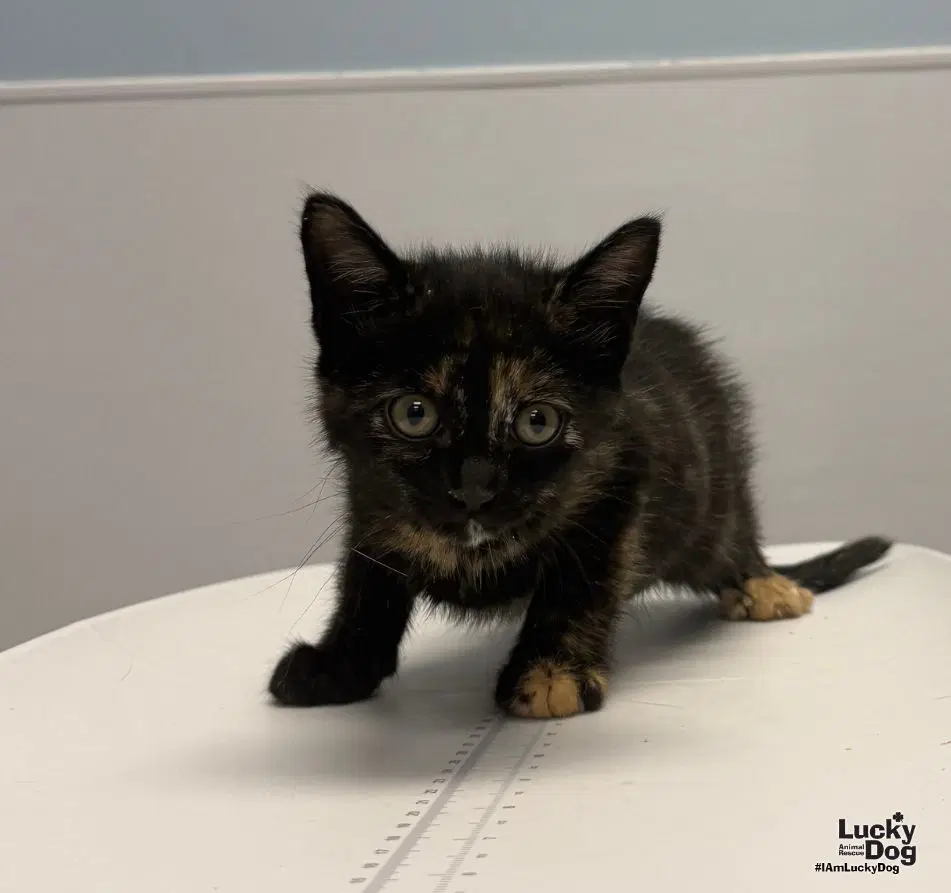 Erica - Domestic Short Hair