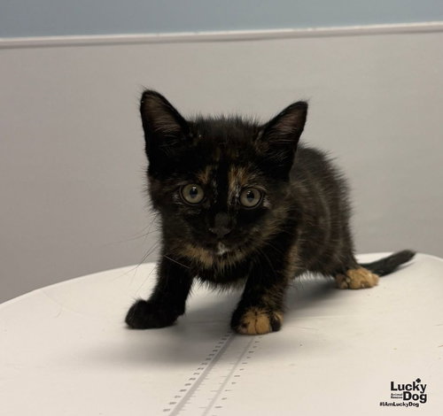 Erica, a Domestic Short Hair / Tortoiseshell / Mixed (short coat) cat for adoption in Washington, DC, photo 1 of 3