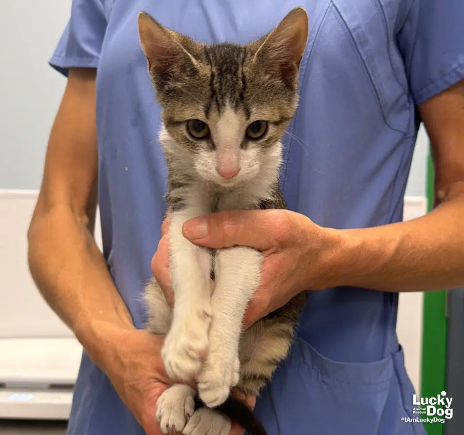 Kirk - Domestic Short Hair