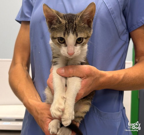 Kirk, a Domestic Short Hair / Mixed (short coat) cat for adoption in Washington, DC, photo 1 of 3