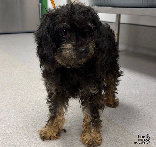 Boony, a Yorkshire Terrier Yorkie / Poodle (Miniature) / Mixed (medium coat) dog for adoption in Washington, DC, photo 1 of 3