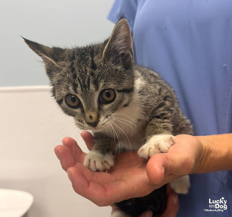 Milly, a female kitten up for adoption