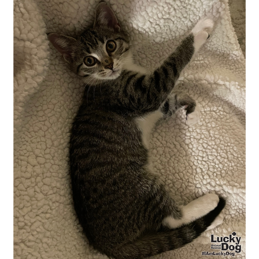 Milly, photo 3