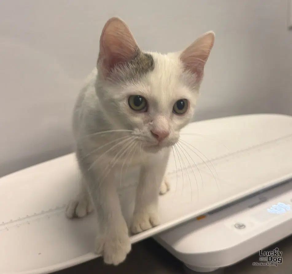 Simo - Domestic Short Hair