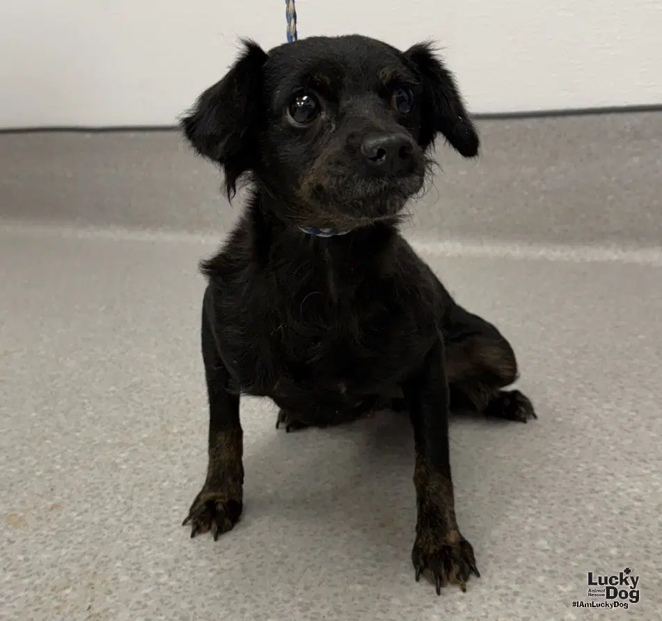 Ohana - Poodle (Miniature)