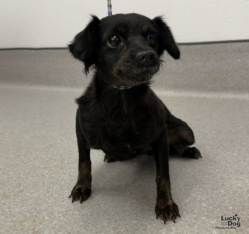 Ohana, Poodle (Miniature) / Dachshund / Mixed (short coat)