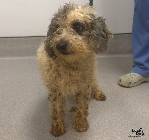 Pinky, Poodle (Miniature) / Mixed (medium coat)