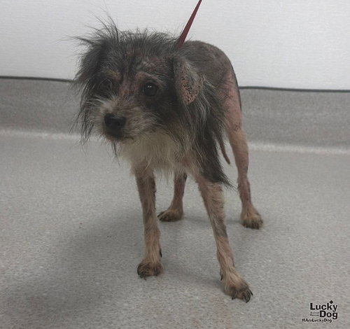 Patchy, a Miniature Schnauzer / Mixed dog for adoption in Washington, DC