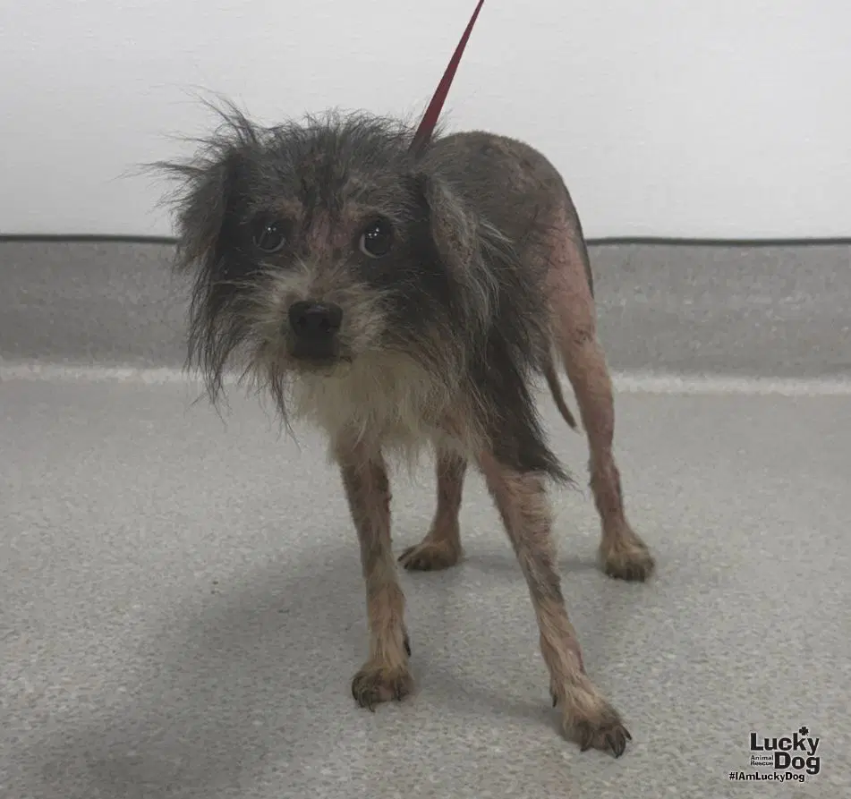 Patchy - Miniature Schnauzer